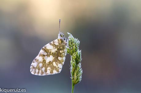 Macro 2016 III mariposas