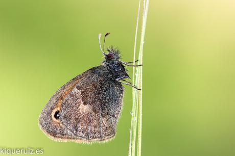 Macro 2016 III mariposas