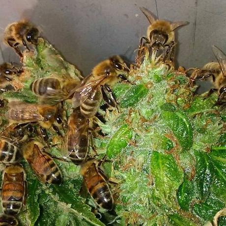 ABEJAS EN FLOR DE CANNABIS - BEES IN FLOWER OF CANNABIS.