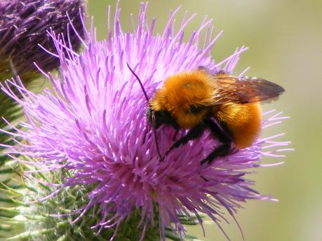 abeja, polinización, polen