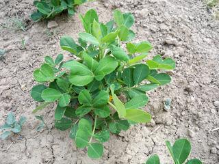 COMO CULTIVAR CACAHUETE