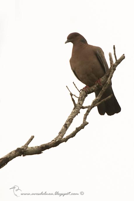 Paloma picazuró (Picazuro Pigeon) Patagioenas picazuro