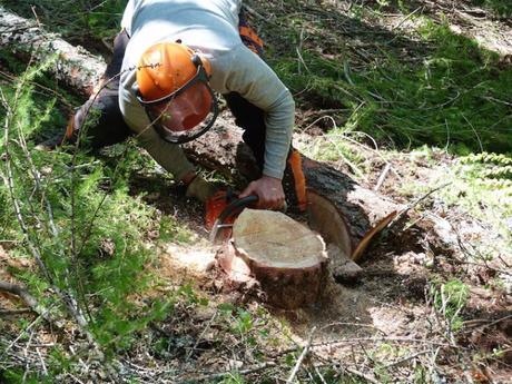 Leña de proximidad para crear empleo y  conservar la biodiversidad