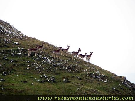 Rebaño de gamos en el Sueve Rebaño de gamos en el Sueve