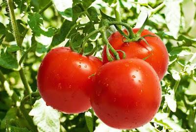 Los beneficios de la Poda en el Tomate
