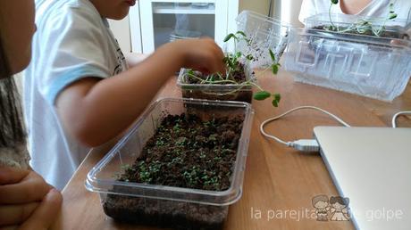 ¡Review y sorteo! Invernaderos de minifrutas de Science4you