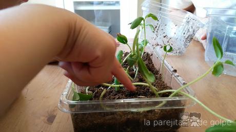 ¡Review y sorteo! Invernaderos de minifrutas de Science4you