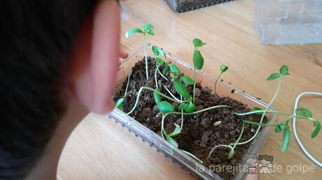 ¡Review y sorteo! Invernaderos de minifrutas de Science4you ¡Review y sorteo! Invernaderos de minifrutas de Science4you