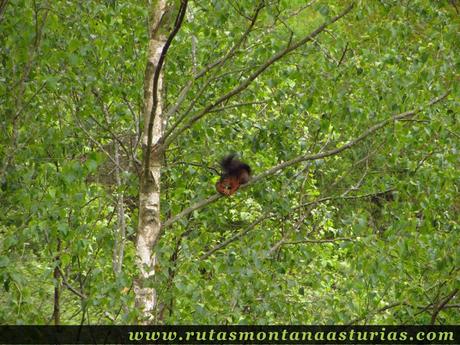 Ardilla en Barayo Ardilla en Barayo