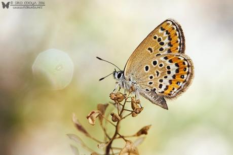 Boloria selene con Focus Stacking