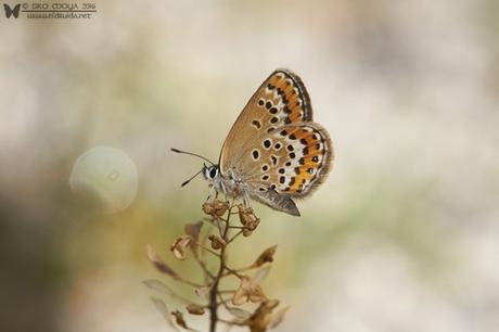 Hembra de Plebejus argus (female silver-studded blue)