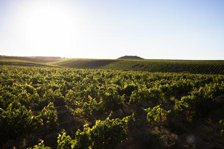 Viñedos en Monte Yerga (Rioja)