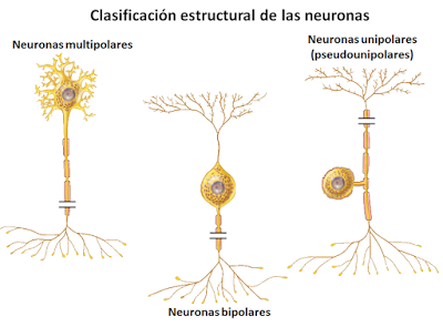 Sistema Nervioso I: aspectos generales