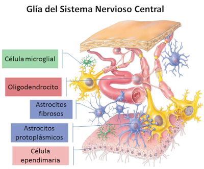 Sistema Nervioso I: aspectos generales