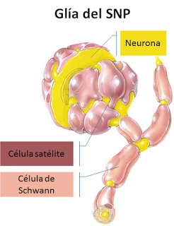 Sistema Nervioso I: aspectos generales