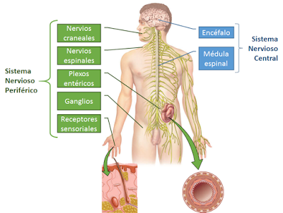 Sistema Nervioso I: aspectos generales