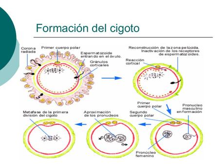 el-embarazo-5-638