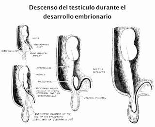 ¿Por qué las piedras del riñón pueden producir dolor en un testículo? por el Dr. Juan Pablo Burgués