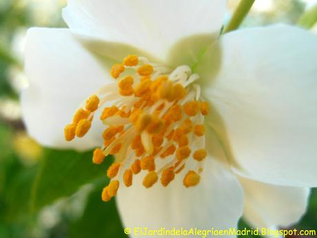 Philadelphus (Celindo) de arbusto abandonado a foco de interés en el jardín. Philadelphus (Celindo) de arbusto abandonado a foco de interés en el jardín.
