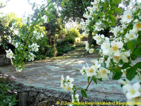 Philadelphus (Celindo) de arbusto abandonado a foco de interés en el jardín. Philadelphus (Celindo) de arbusto abandonado a foco de interés en el jardín.