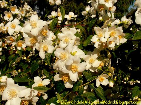 Philadelphus (Celindo) de arbusto abandonado a foco de interés en el jardín. Philadelphus (Celindo) de arbusto abandonado a foco de interés en el jardín.