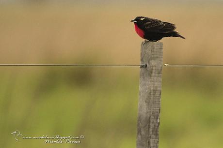 Pecho colorado (White-browed Blackbird) Sturnella superciliaris