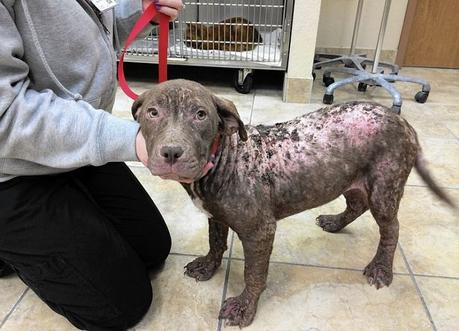 pérdida de pelo en perros