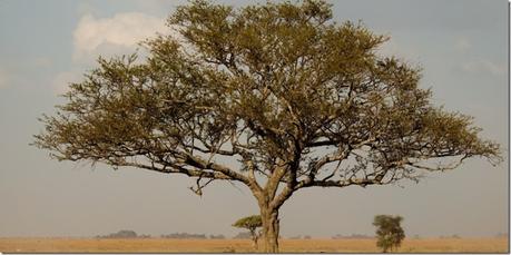 ACACIAS AFRICANAS