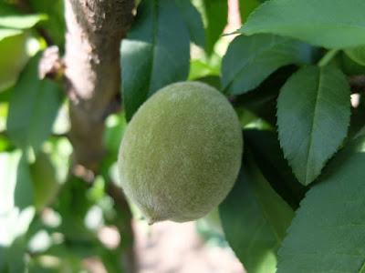 EPOCA DE COLOCACIÓN DE MOSQUEROS PARA PROTEGER NUESTRAS FRUTAS