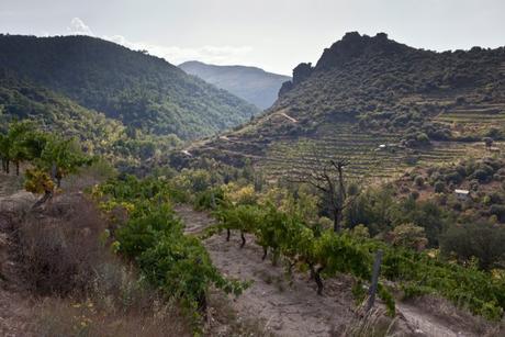 Proyecto Viños de Encostas Sebio-Valdeorras