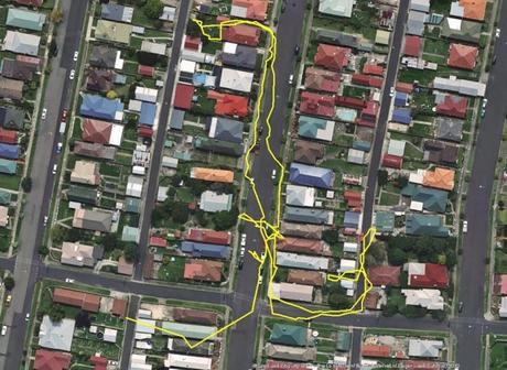 Un GPS descubre las aventuras nocturnas de los gatos. Seguimiento por gps de los gatos