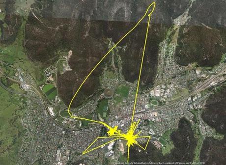 Un GPS descubre las aventuras nocturnas de los gatos. Seguimiento por gps de los gatos