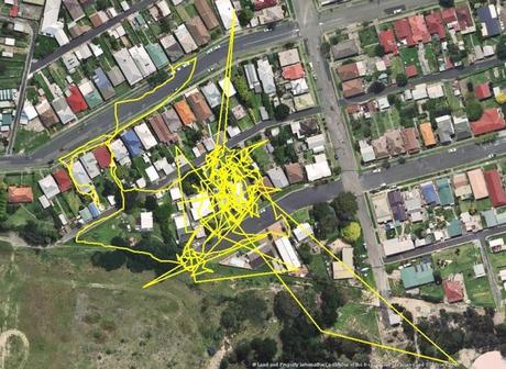 Un GPS descubre las aventuras nocturnas de los gatos. Seguimiento por gps de los gatos