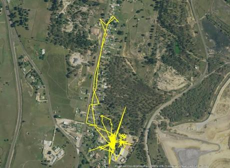 Un GPS descubre las aventuras nocturnas de los gatos. Seguimiento por gps de los gatos