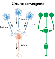 Sistema Nervioso II: señales eléctricas y químicas en las neuronas