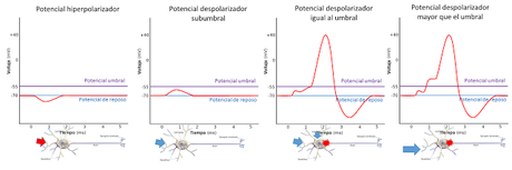 Sistema Nervioso II: señales eléctricas y químicas en las neuronas