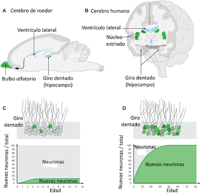 Sistema Nervioso II: señales eléctricas y químicas en las neuronas