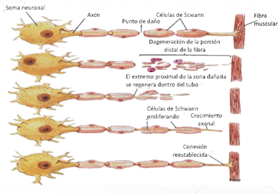 Sistema Nervioso II: señales eléctricas y químicas en las neuronas