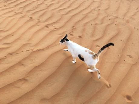 Gato con un agujero en su lado crea un gran revuelo en internet