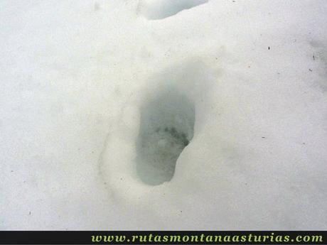 Huella de oso en la nieve en Cangas del Narcea Huella de oso en la nieve en Cangas del Narcea