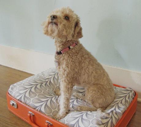 5 Ideas de camas para mascotas - DIY - 5 Ideas de camas para mascotas - DIY -