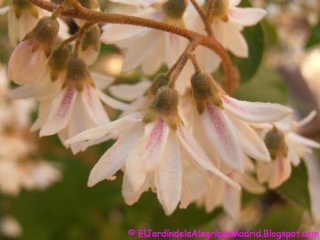 Deutzia scabra 'Pride of Rochester' Deutzia scabra 'Pride of Rochester'