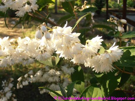 Deutzia scabra 'Pride of Rochester' Deutzia scabra 'Pride of Rochester'