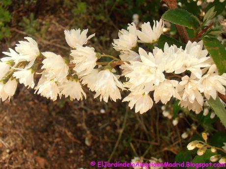 Deutzia scabra 'Pride of Rochester' Deutzia scabra 'Pride of Rochester'
