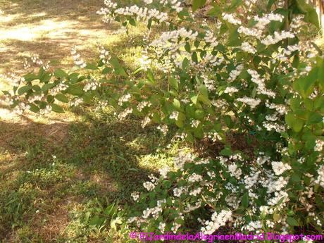 Deutzia scabra 'Pride of Rochester' Deutzia scabra 'Pride of Rochester'