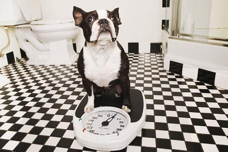 Obesidad Canina: Causas, Tratamientos y Consecuencias obesidad canina