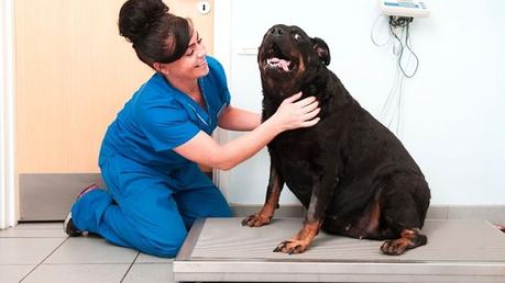 tratamiento para la obesidad canina