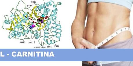 Funciones de la L-Carnitina en el organismo Lcarnitina