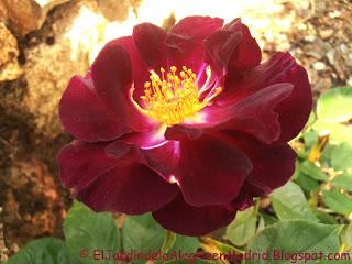 Rosa 'Night Owl', una rosa que guarda en sus pétalos toda la oscuridad de la noche Rosa 'Night Owl', una rosa que guarda en sus pétalos toda la oscuridad de la noche