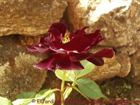 Rosa 'Night Owl', una rosa que guarda en sus pétalos toda la oscuridad de la noche Rosa 'Night Owl', una rosa que guarda en sus pétalos toda la oscuridad de la noche